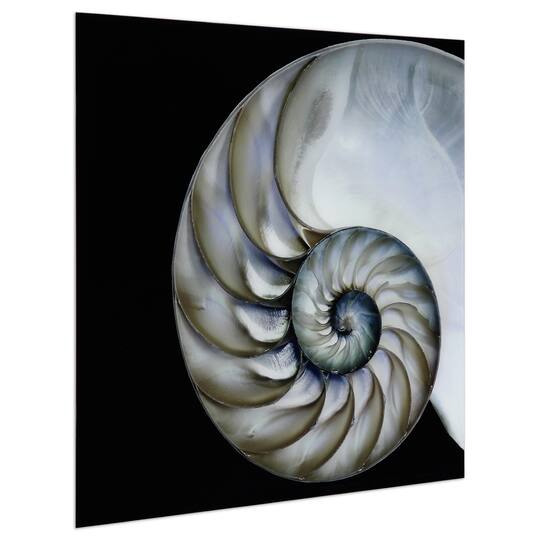 Empire Art Direct 36" x 36" Pearly Nautilus Free Floating Tempered Glass Wall Art